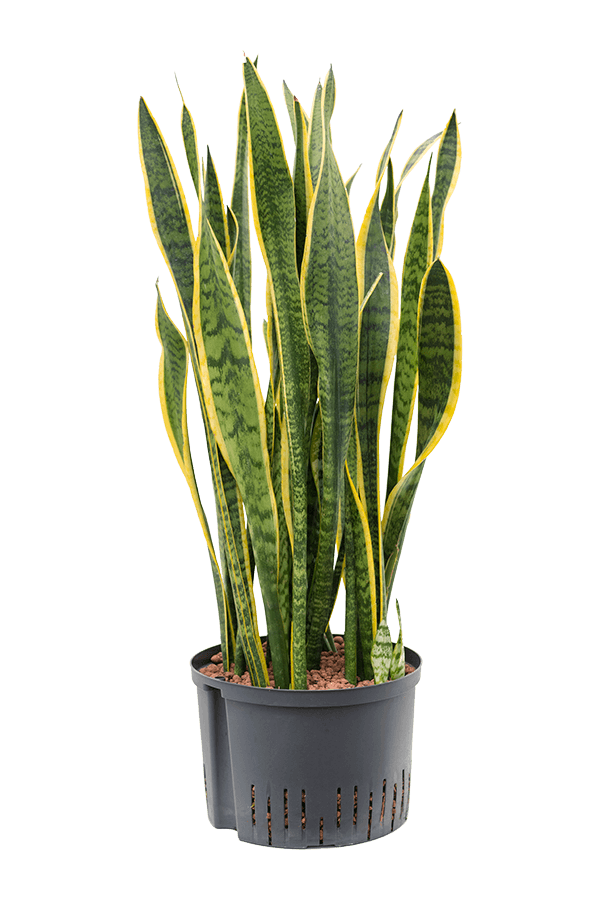 Plante hydroélectrique Sansevieria Trifasciata Laurentii