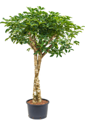 Plante hydroélectrique Schefflera Arboricola Compacta