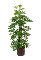 Plante hydroélectrique Schefflera Arboricola Compacta