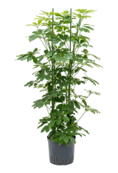 Plante hydroélectrique Schefflera Arboricola Compacta