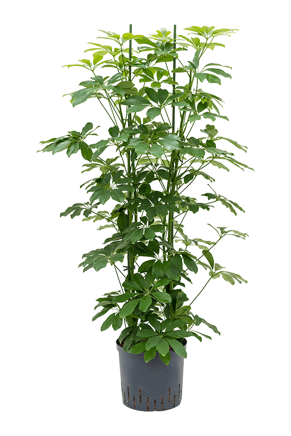 Plante hydroélectrique Schefflera Arboricola Compacta