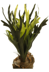 Plante artificielle de fougère Staghorn