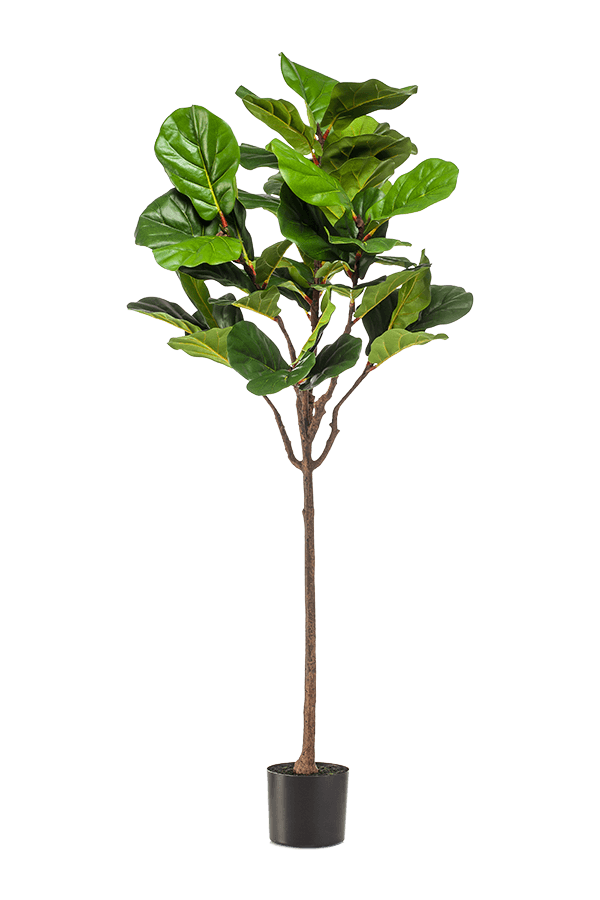 Ficus Lyrata plante artificielle