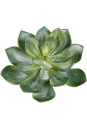 Plante artificielle Echeveria