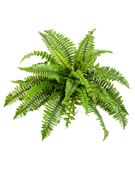 Plante artificielle