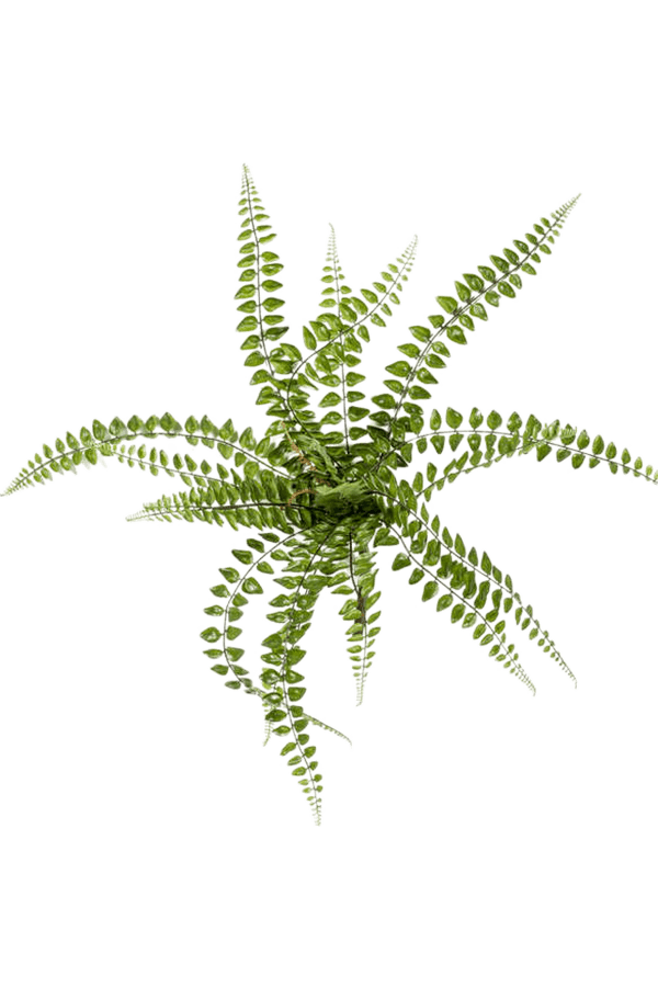 Plante artificielle Fern Pellaea