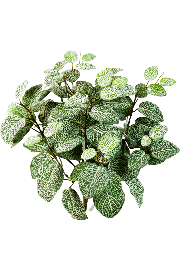 Plante artificielle Fittonia