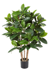 Ficus Elastica plante artificielle