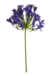 Plante artificielle Agapanthus