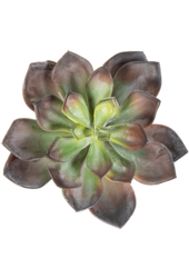 Plante artificielle Echeveria