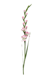 Plante artificielle de gladiolus