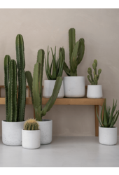 Rough Patt L Blanc Lavé