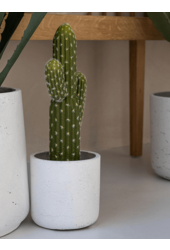 Rough Mini Charlie XXS Blanc Lavé