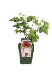 BIO Groseille Ribes Jonkheer Van Tets