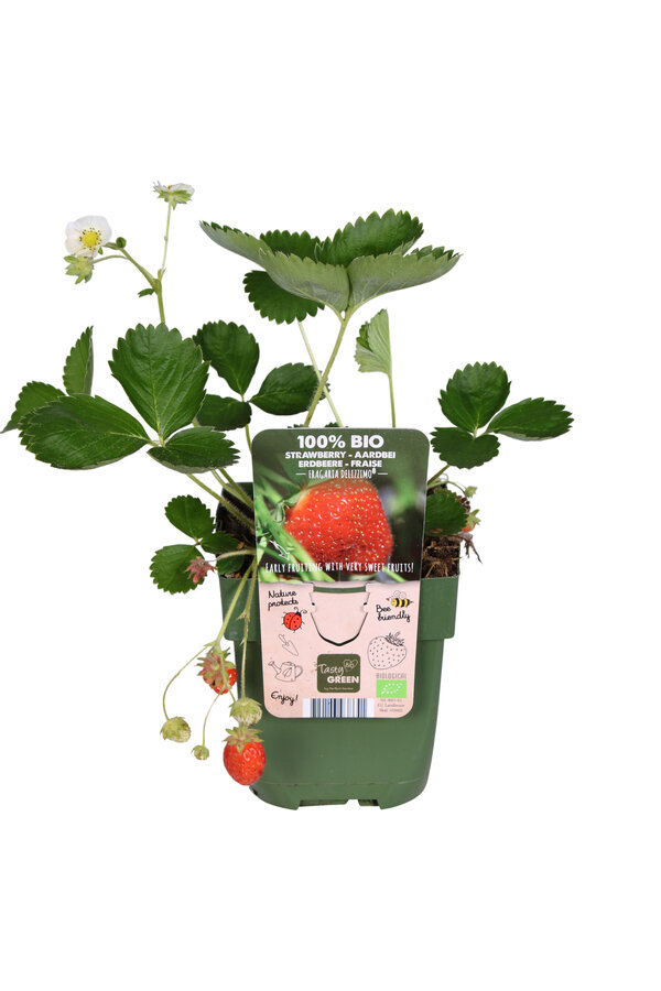 Fraisier bio Ananassa Delizzimo