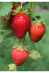Fraisier bio Ananassa Delizzimo