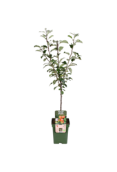BIO Pommier Malus Elstar