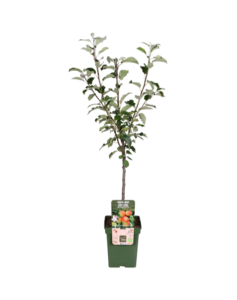 Pommier Malus