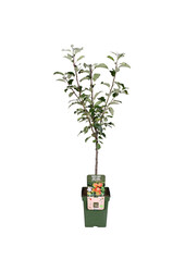 BIO Pommier Malus Elstar