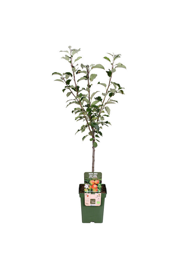 BIO Pommier Malus Elstar