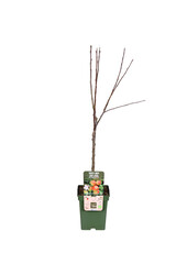 BIO Pommier Malus Elstar