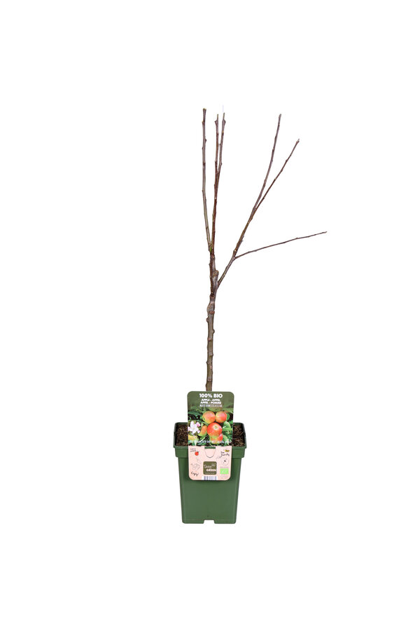 BIO Pommier Malus Elstar