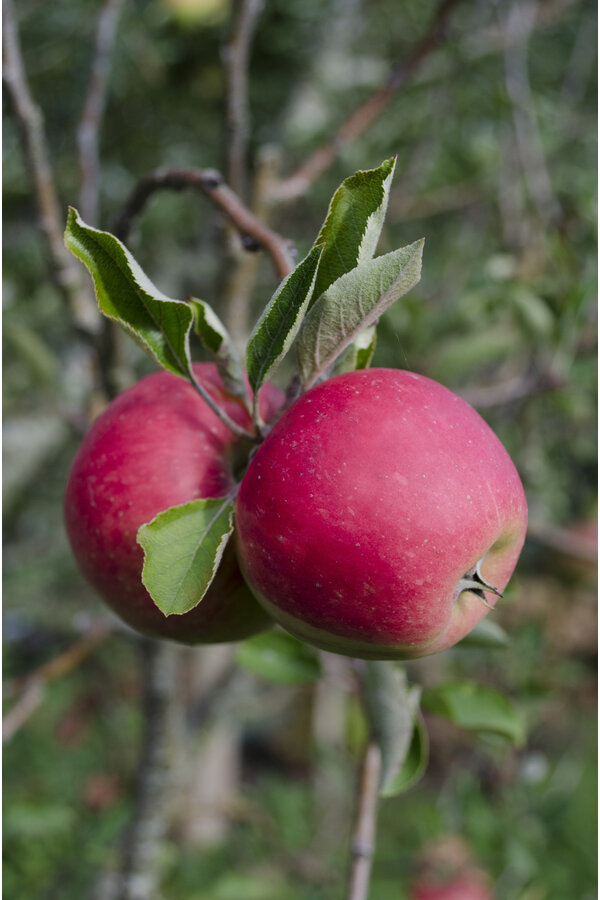 BIO Pommier Malus Elstar