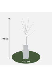 BIO Pommier Malus Elstar