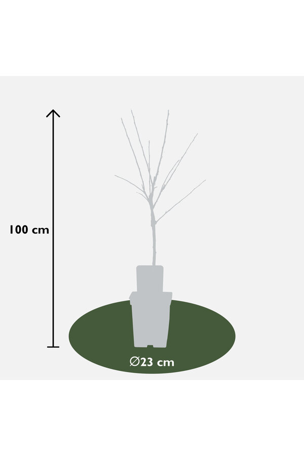 BIO Pommier Malus Elstar