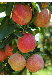 BIO Pommier Malus Gala