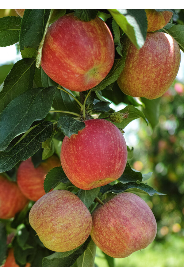 BIO Pommier Malus Gala