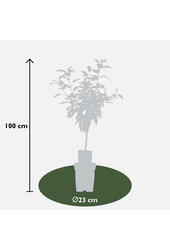 BIO Pommier Malus Gala