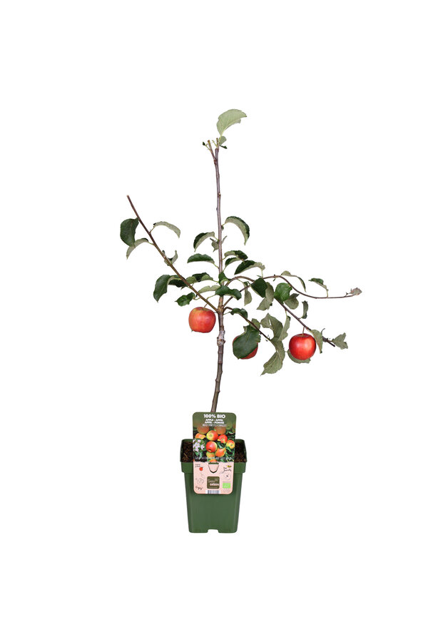 BIO Pommier Malus Jonagold