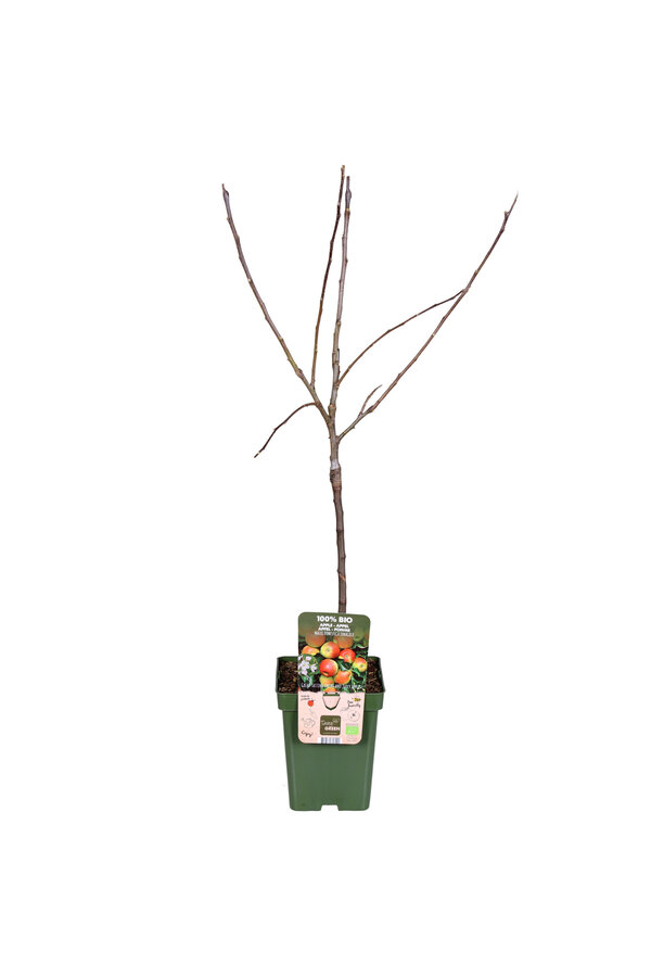 BIO Pommier Malus Jonagold