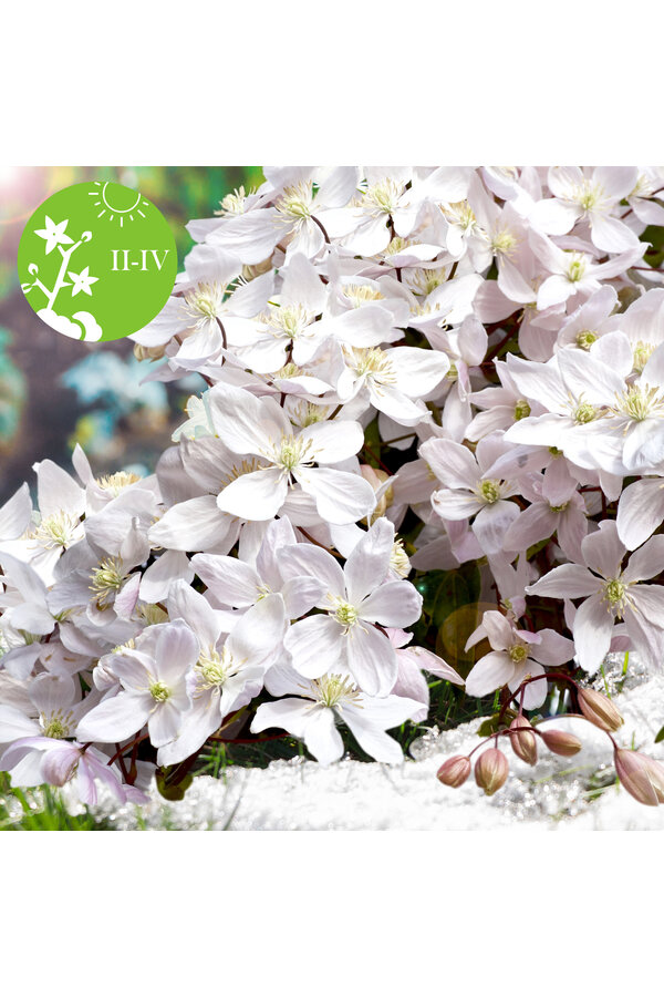 Clematis Leafy Forest Vine Armandii