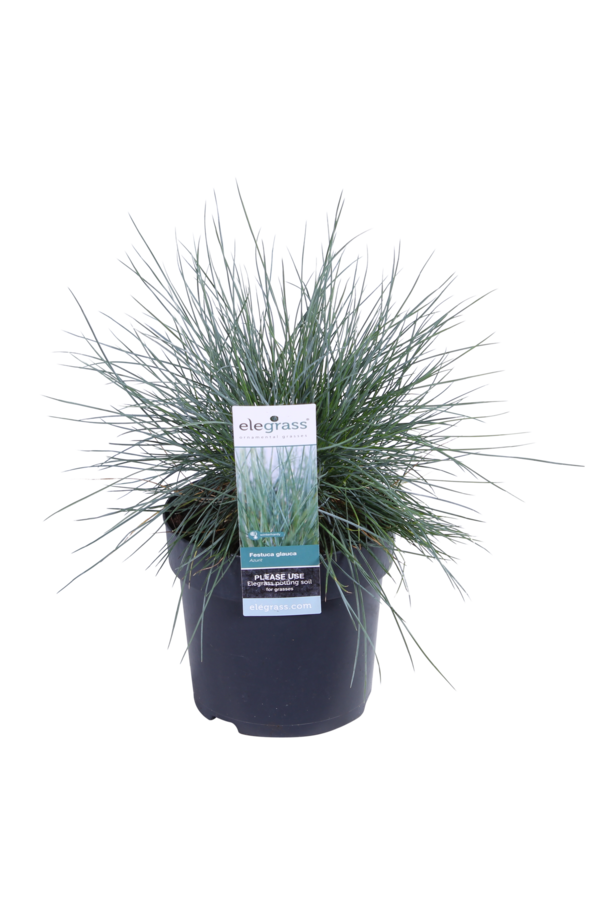 Herbe à mouton bleue Azura Blue®