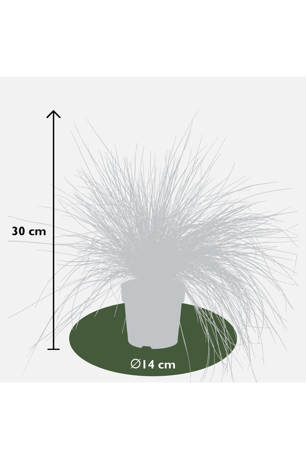 Herbe à mouton bleue Azura Blue®