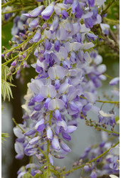 Wisteria Blue Rain Caroline