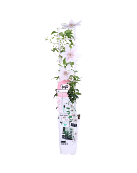 Vigne forestière fleurie