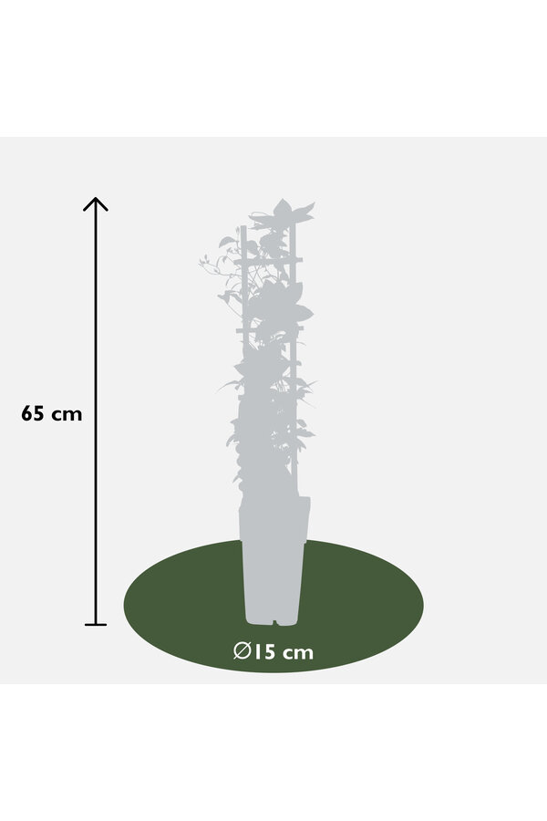 Vigne sylvestre à fleurs continues Corinne