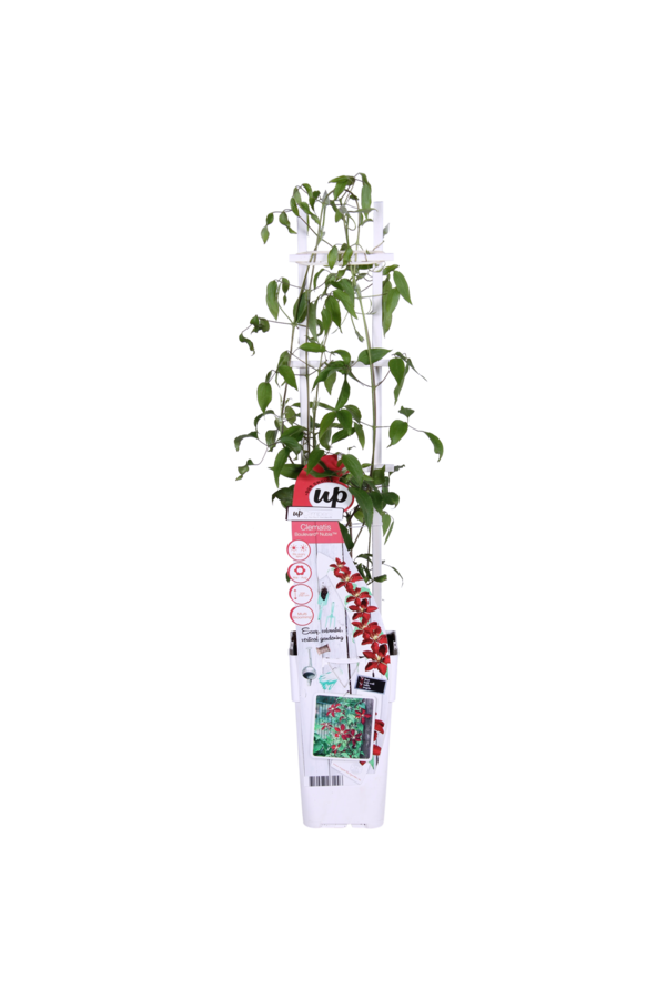 Vigne sylvestre à fleurs Nubie