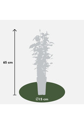 Vigne sylvestre à floraison continue Olympia