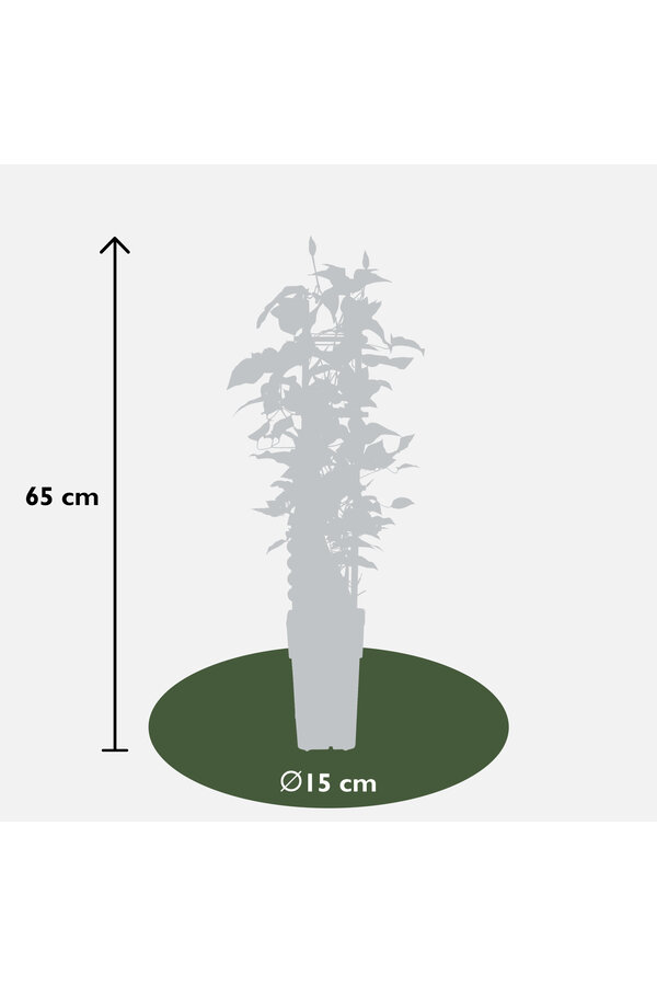 Vigne sylvestre à floraison continue Olympia