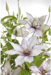 Vigne sylvestre à fleurs Samaritan Jo™