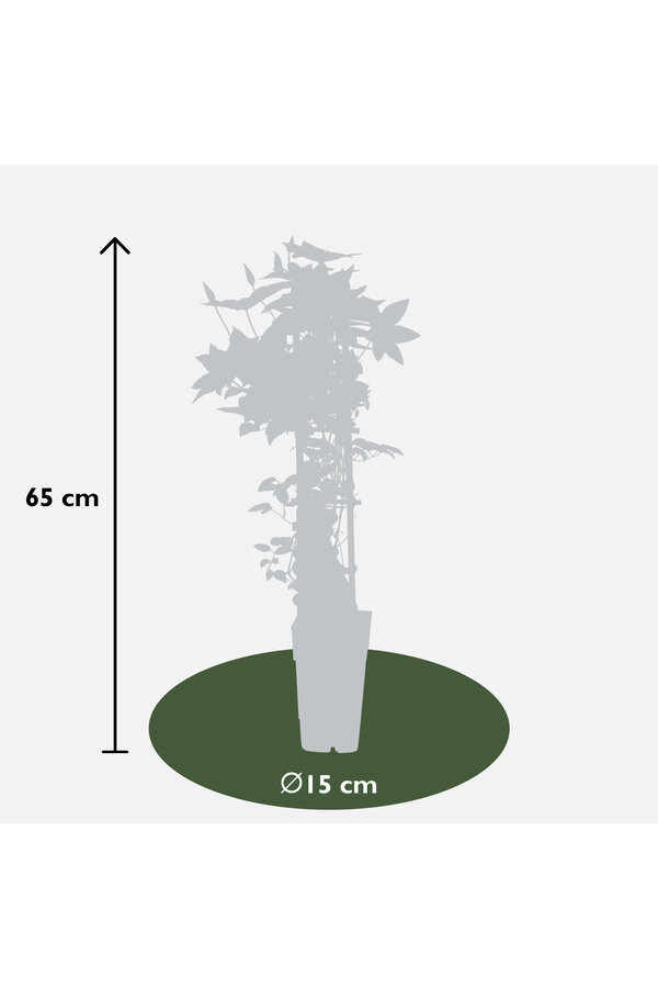 Vigne sylvestre à fleurs Samaritan Jo™