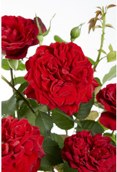 Rosier grimpant à floraison continue Rouge