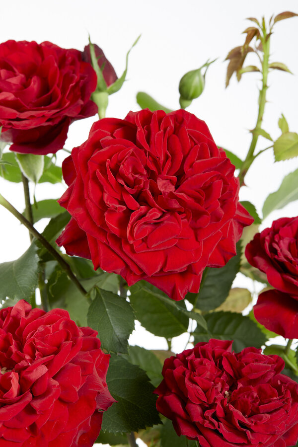 Rosier grimpant à floraison continue Rouge