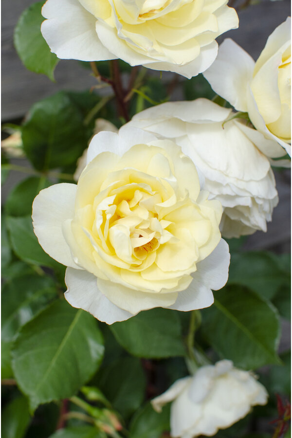 Rosier grimpant à floraison continue Vanille