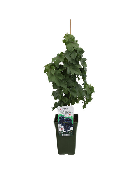 Vitus Plante de raisin