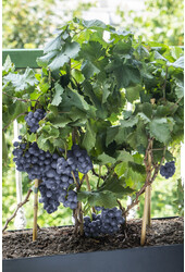 BIO Vitus Cépage Pinot Noir